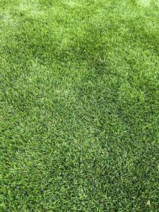 Kunstgras Madagaskar 38mm